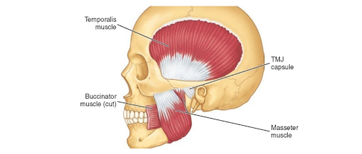 TMJ Dysfunction