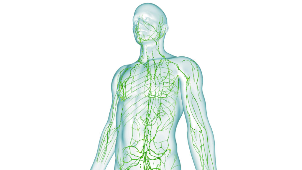 Lymphatic Drainage Massage Important After Liposuction